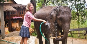 laos-elephant